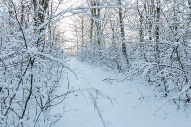Taze karla kaplı bir ormandaki güzel kış manzarası. Buzlu ağaçlar ve beyaz manzara huzurlu ve sakin bir atmosfer yaratıyor. Yumuşak kar yağışı ile soğuk mevsimsel hava ormanı sakin bir doğal arka plana dönüştürür.