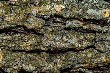 Doğal ahşap arka plan dokusu. Tasarım ve Yaratıcı Projeler İçin Ayrıntılı Tahıl Desenli Rustik Ahşap Yüzeyi