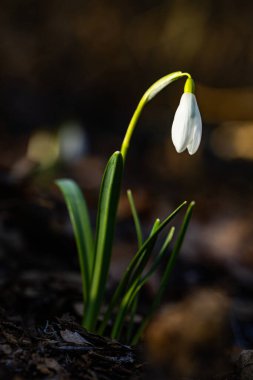 Vahşi Orman 'da açan zarif Beyaz Kar Damlası Çiçekleri, Yumuşak Doğal Işıklı Erken Bahar Doğası Arkaplanı, Narin Çiçek dokusu, Yenilenme Sembolü, Umut ve Kopya Uzay ile Taze Mevsimsel Uyanış