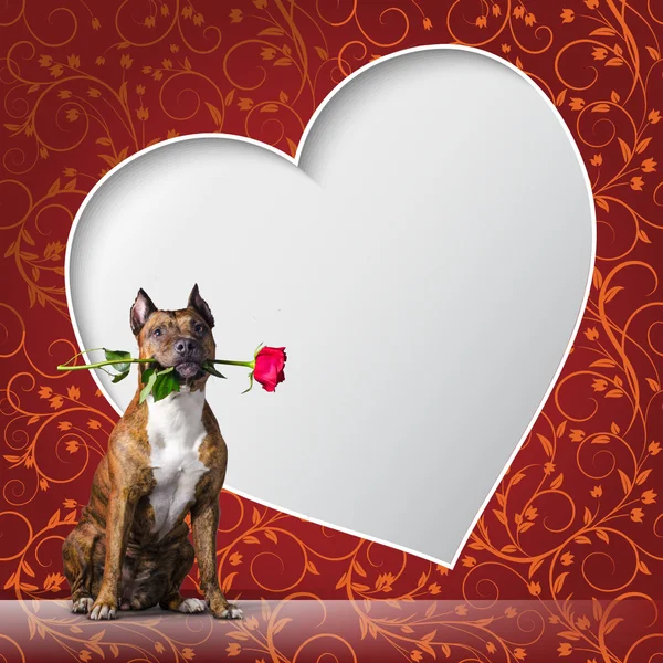 Wenskaart met een hond met rouse — Stockfoto