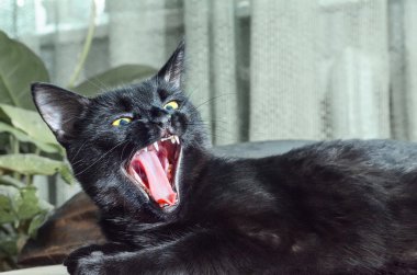Kara kedi açık ağızlı. Kedi esneme.