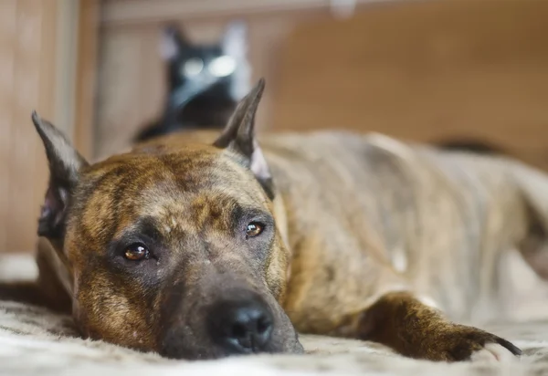 Perro descansando en un sofá con un gato juguetón en el fondo —  Fotos de Stock