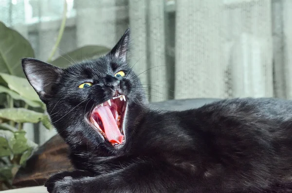 Gato preto com boca aberta. Gato bocejo . — Fotografia de Stock