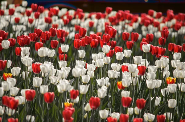 花チューリップ背景。赤と白のチューリップと日光の美しい景色。チューリップのフィールド — ストック写真