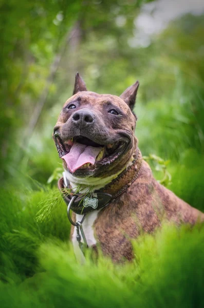 Cane sorridente in erba — Foto Stock