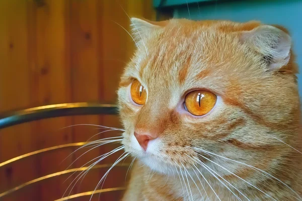 Röd scottish fold katt — Stockfoto