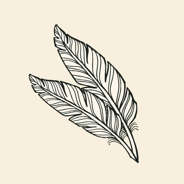 2 つの手描きの羽 — ストックベクタ