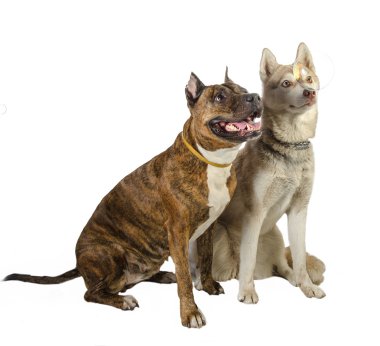 Amerikan staffordshire terrier ve dış yapraklar