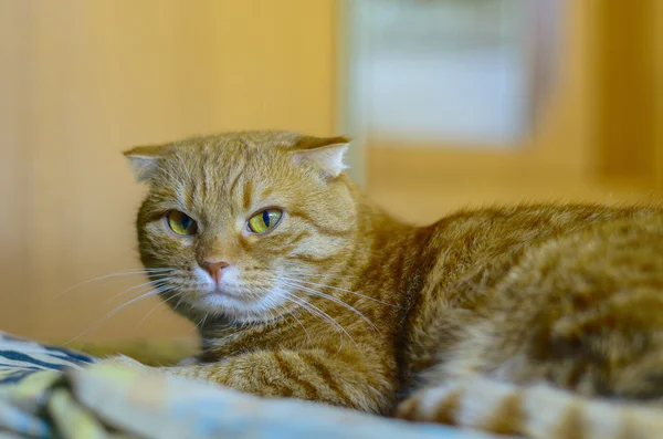 Jovem Scottish Fold cat — Fotografia de Stock