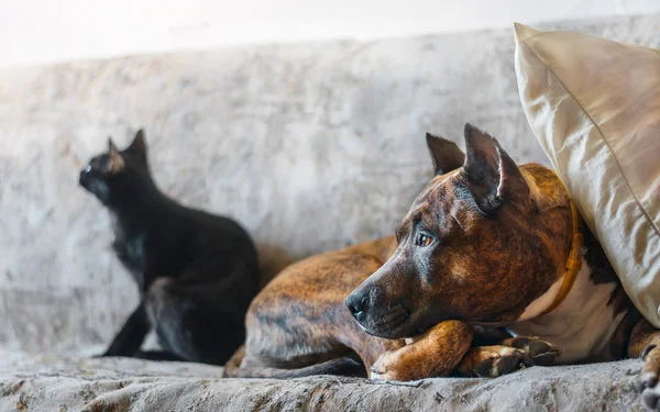 Perro luchador y un gato negro descansando en el sofá —  Fotos de Stock