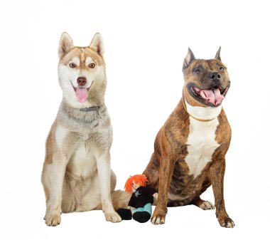 Amerikan staffordshire terrier ve dış yapraklar 