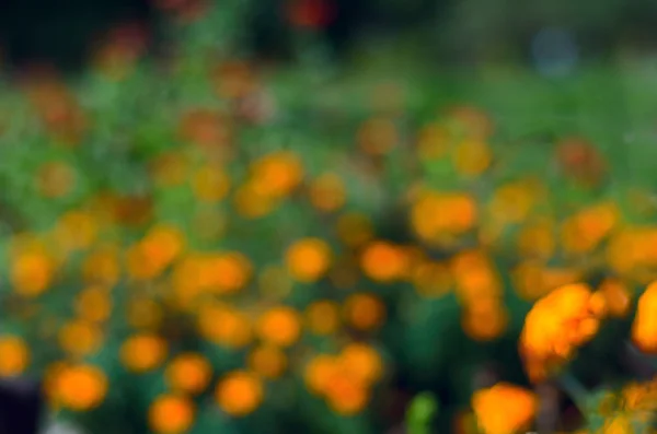 Fundo borrado com flores de laranja no prado — Fotografia de Stock