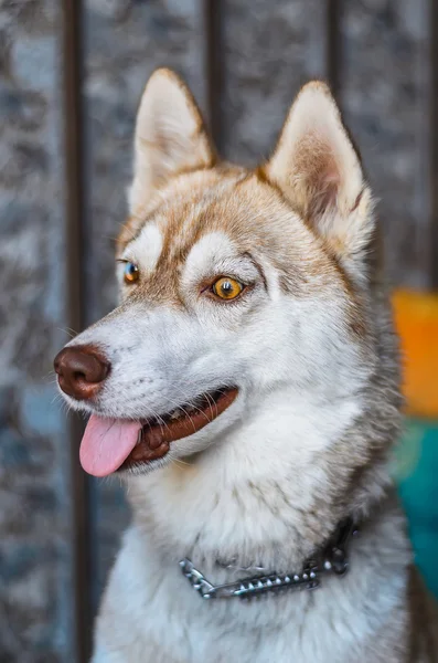 年轻的西伯利亚哈士奇犬在室内的肖像 — 图库照片