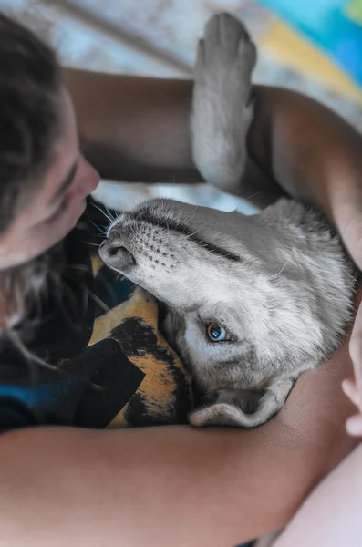 西伯利亚雪橇犬在他心爱的情妇的怀抱. — 图库照片