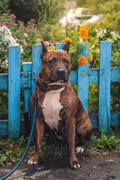 American Staffordshire terrier siedząc niebieski ogrodzenia drewniane — Zdjęcie stockowe