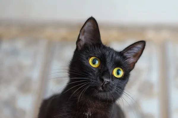 Retrato de um pequeno gato preto curioso — Fotografia de Stock