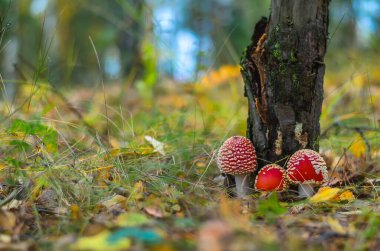 Kızıl Amanita sonbahar ormanında bulutlu bir günde arka planda iğnelerle