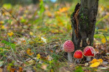 Sonbahar ormanında arka planda iğneler olan kızıl Amanda.