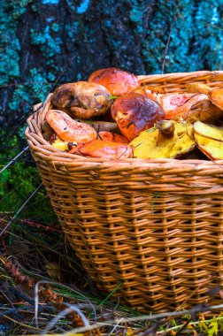 Ormandaki sepette yenilebilir mantarlar