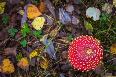 Sonbahar ormanında arka planda iğneler olan kızıl Amanda.