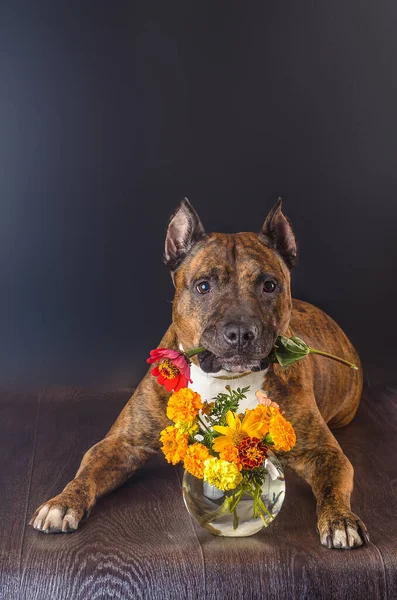 Cane Strisce Rosse Con Mazzo Fiori Sfondo Scuro — Foto Stock