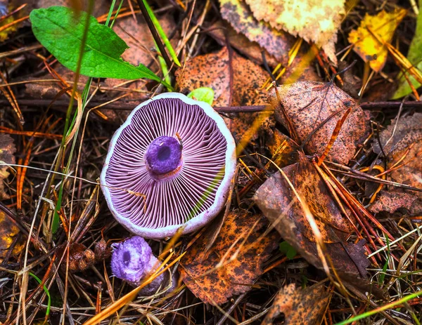 フィールド内の紫色の食用キノコがあります — ストック写真