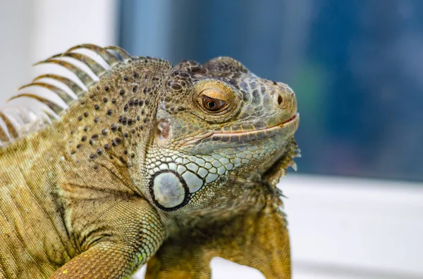 Yeşil Iguananın Yakın Görüntüsü — Stok fotoğraf