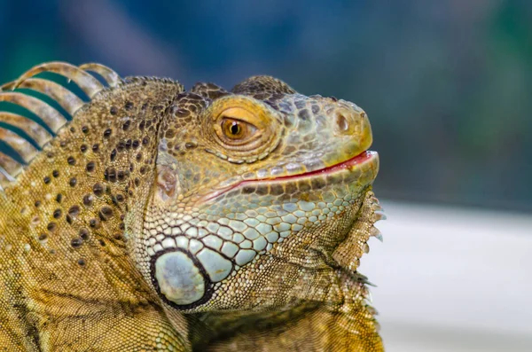 Closeup View Green Iguana — Stock Photo, Image