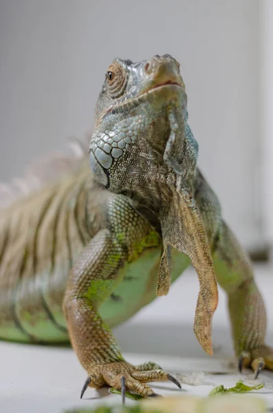 绿鬣蜥的特写镜头 — 图库照片