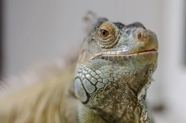 Closeup View Green Iguana — Stock Photo, Image