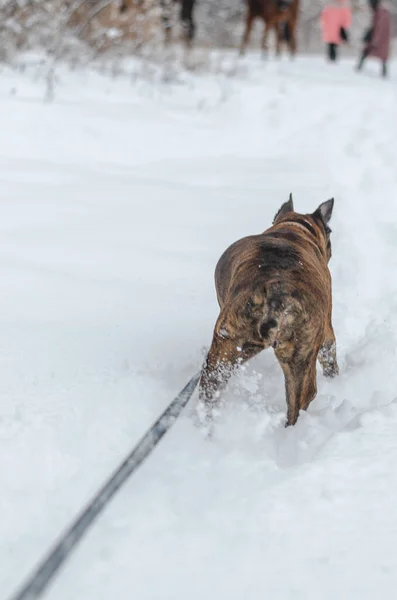 Bay Lusitano Aygırı Bir Tarlada Köpek Arkadaşıyla Oynuyor — Stok fotoğraf