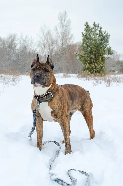 Kızıl Saçlı Kavgacı Köpek Bir Grup Sürücüyü Dikkatle Izliyor — Stok fotoğraf