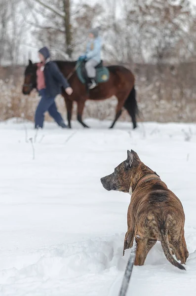 Red-haired fighting dog watchfully watching a group of riders.