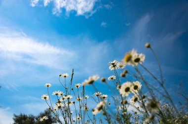 Mavi gökyüzünün arka planında beyaz papatya çayı