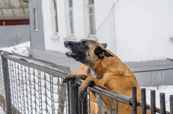 Dog Baying Backyard Protecting His Home — Stock Photo, Image