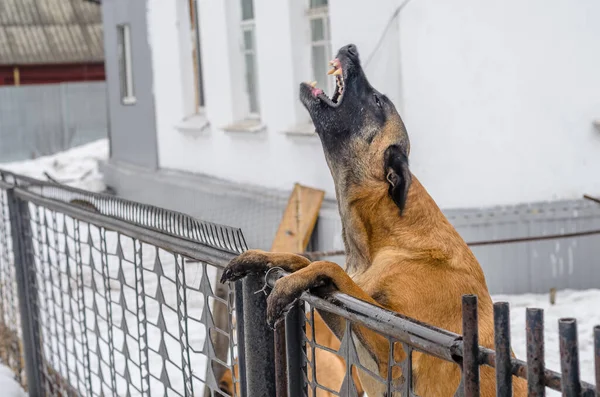Dog Baying Backyard Protecting His Home — Stock Photo, Image