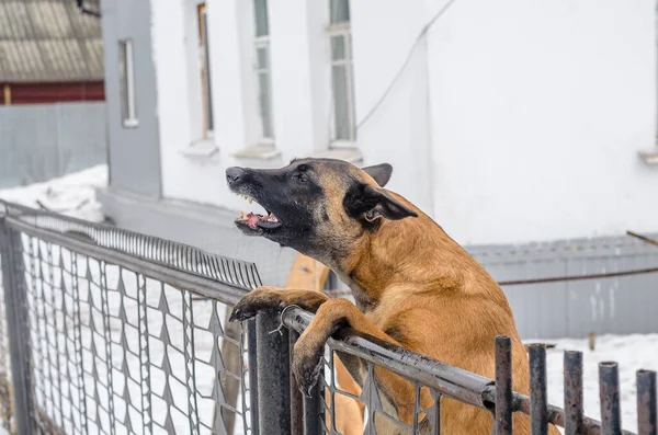 Dog Baying Backyard Protecting His Home — Stock Photo, Image