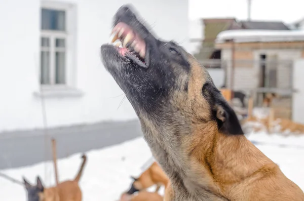 Köpek Arka Bahçede Uluyor Evini Koruyor — Stok fotoğraf