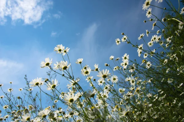 Manzanilla Blanca Fondo Del Cielo Azul — Foto de Stock