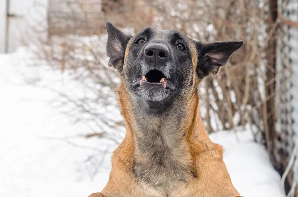 Hond Baadt Achtertuin Beschermt Zijn Huis — Stockfoto