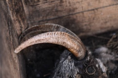 Tahta bir kutuda yarı çürümüş bir keçinin kalıntıları. Kafa, boynuzlar ve kaburgalar saklandıkları yerden görülebilirler.