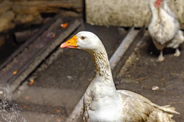Closeup Goose Blurred Background — Stock Photo, Image