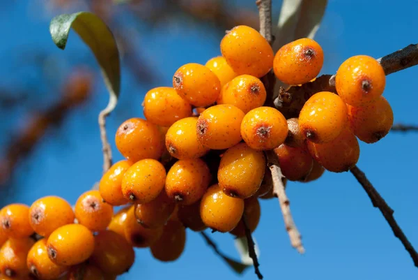 Dallardaki deniz dikenlerine yakın plan, mavi gökyüzü arka plan 