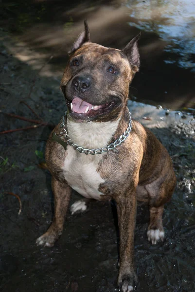 Tiger Staffordshire Terrier Pobliżu Rzeki Parku — Zdjęcie stockowe