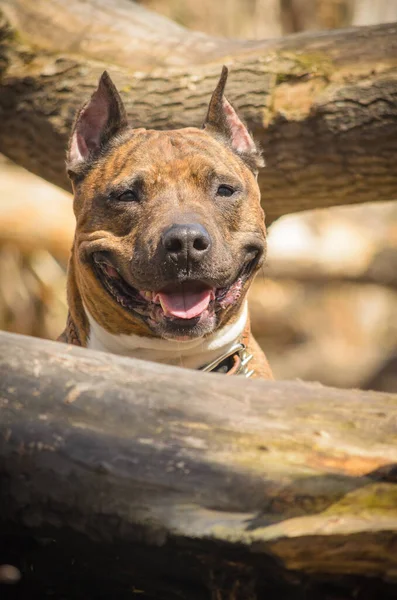 Tiger Staffordshire Terrier Vicino All Albero Nel Parco — Foto Stock