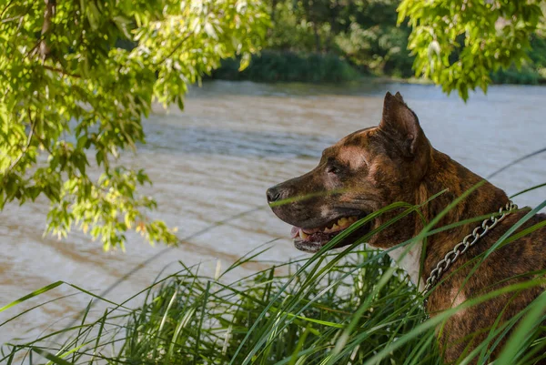 公园里靠近河边的老虎斯塔福德郡小狗 — 图库照片