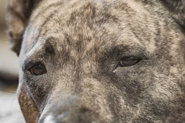 Tijger Staffordshire Terriër Close Van Honden Muilkorf — Stockfoto