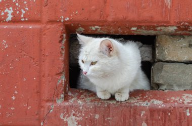 Terk edilmiş binada evsiz beyaz kedi 