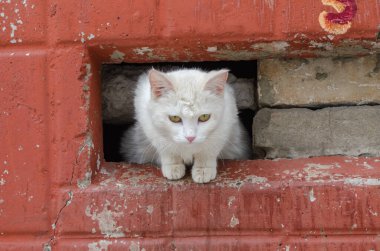 Terk edilmiş binada evsiz beyaz kedi 