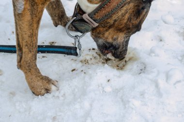 Köpek at dışkısı yiyor. Coprophagia.